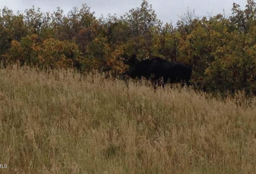 Moose in Lower Meadow