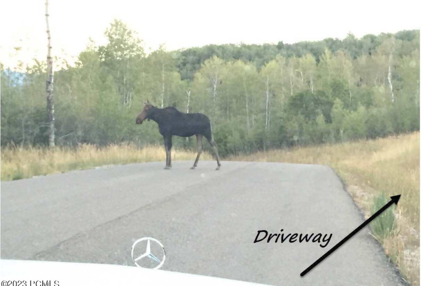 Moose On Red Hawk Tr -Driveway Labeled