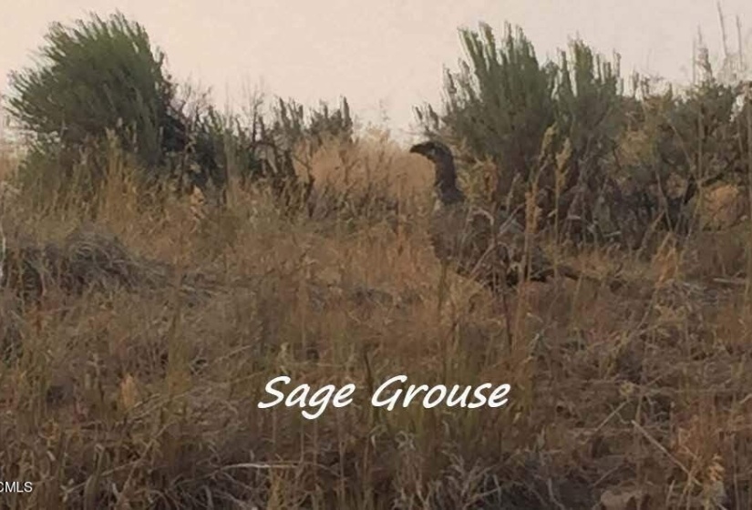 Sage Grouse_Labeled