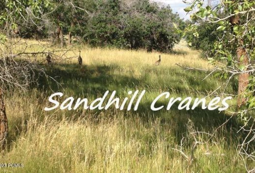 Sandhills Labeled