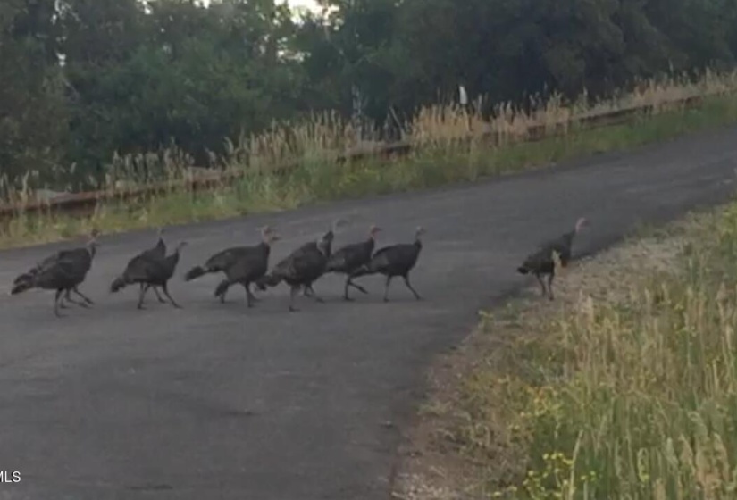 Turkeys Crossing Quail Ridge Ln