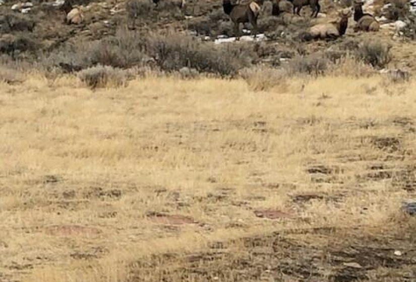 Elk in open space