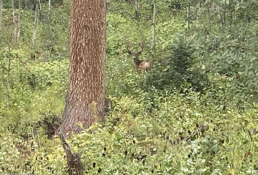 22-web-or-mls-4_point_buck_at_cabin