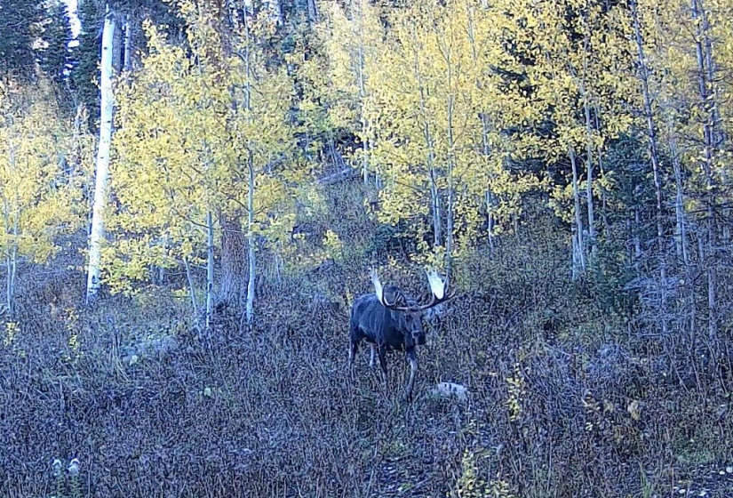 23-web-or-mls-moose_on_hillside_in_fall