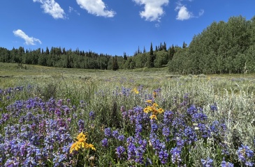 Forest Road, Fairview, Utah 84629, ,Land,For Sale,Forest Road,12402466