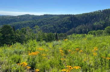 Nf/Brooks Canyon Road, Fairview, Utah 84629, ,Land,For Sale,Nf/Brooks Canyon Road,12402467