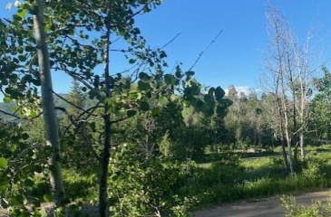 969 Deep Forest Road, Coalville, Utah 84017, ,Land,For Sale,Deep Forest,12402596