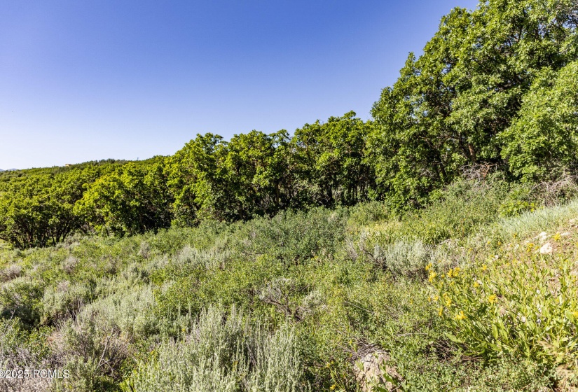 014_1625_w_red_hawk_trail009_779