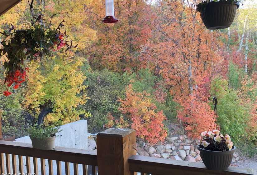 Deck & bird feeder view