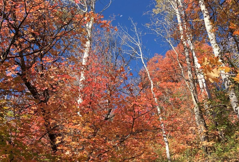 Fall pic view from deck