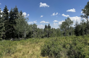 2428 Bull Moose Drive, Wanship, Utah 84017, ,Land,For Sale,Bull Moose,12403052