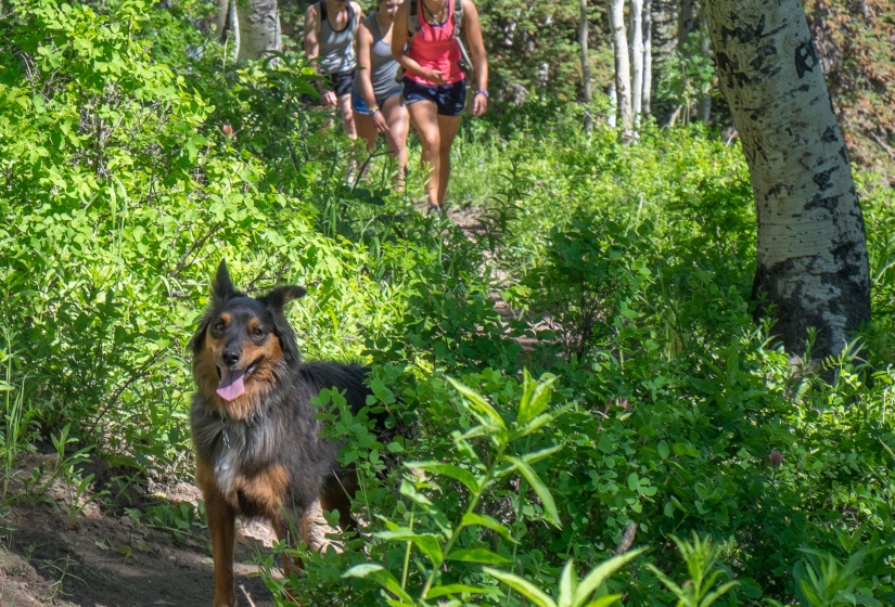 Hiking with dog