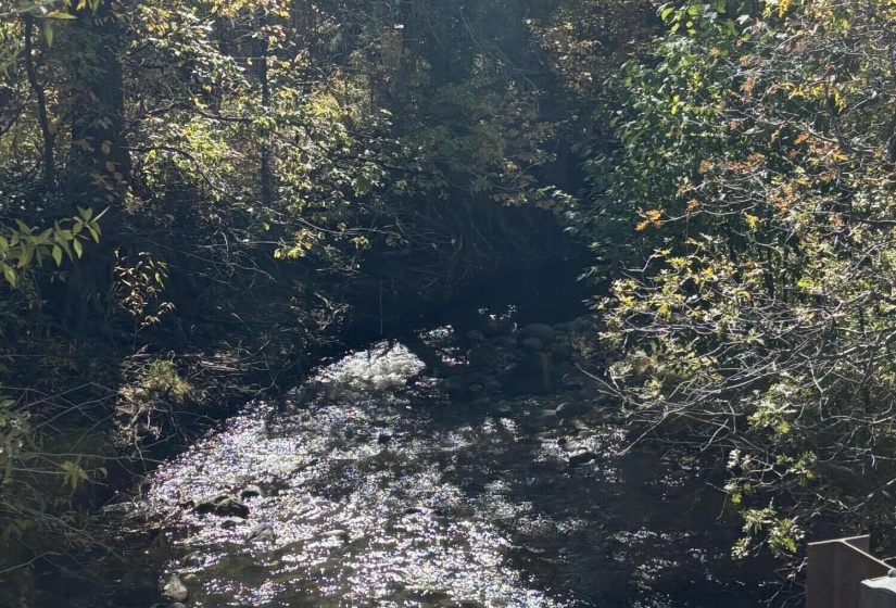 Bridge and Beaver Creek