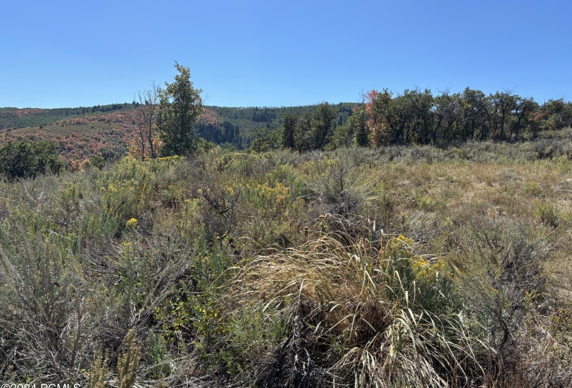 Southern View overlooking Wolf Creek fro