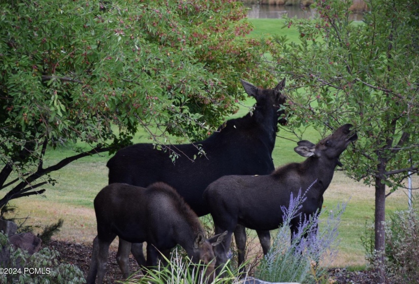 Moose backyard