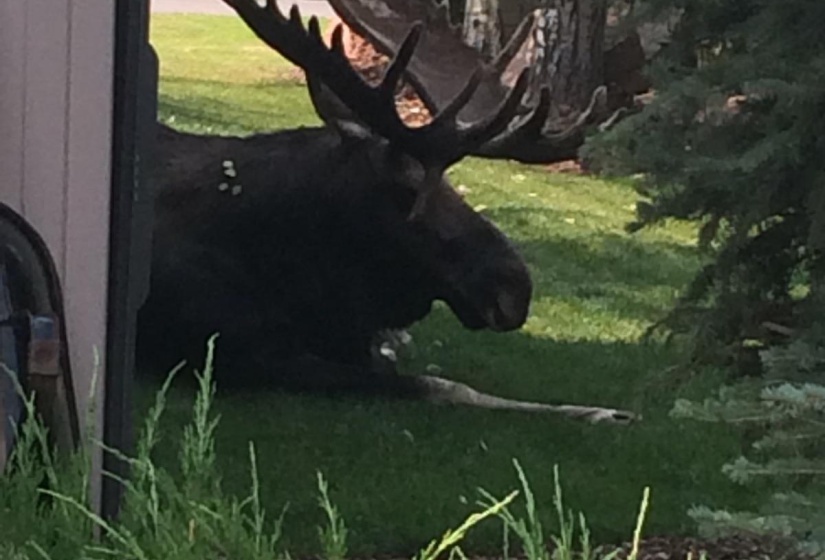 Moose in yard