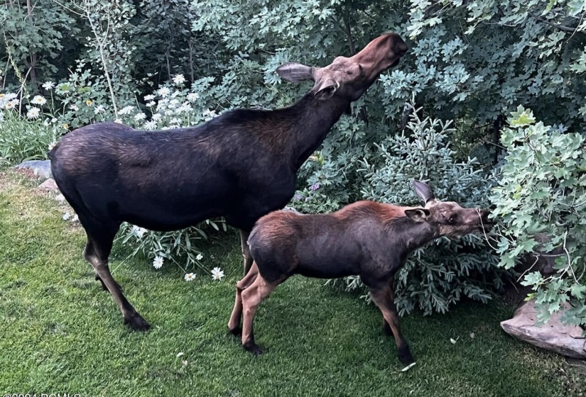 Moose mom and baby