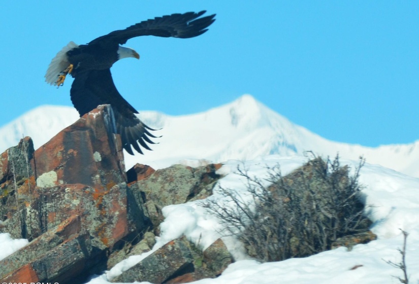 Bald Eagle Visit 2