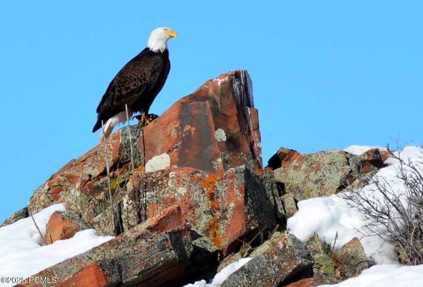 Bald Eagle Visit 1