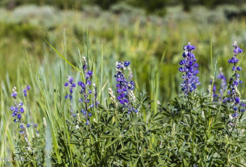 005_05-926supland-05_285