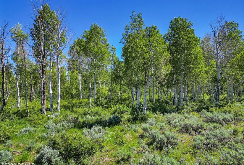9-web-or-mls-2980-n-wolf-creek-ranch-rd-