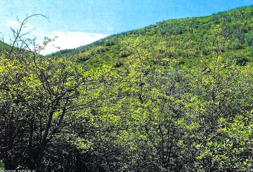 4 Looking West scan 6b