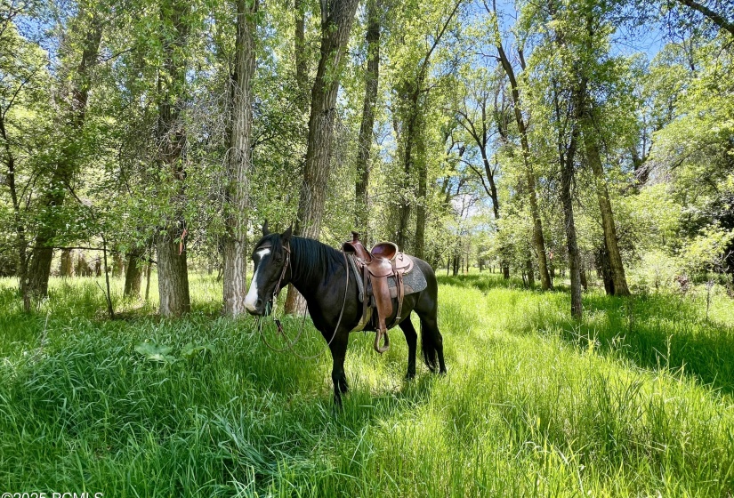 2 Horse