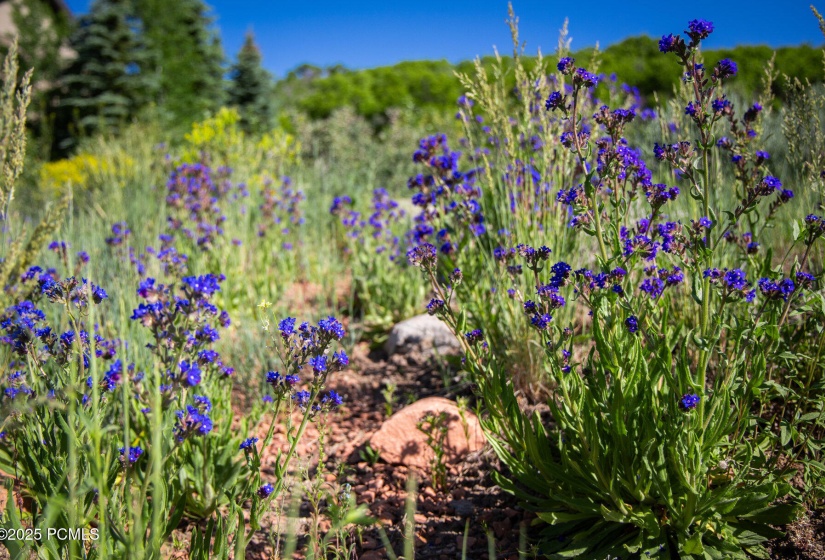 042_13835ndeercanyondrive-17_929