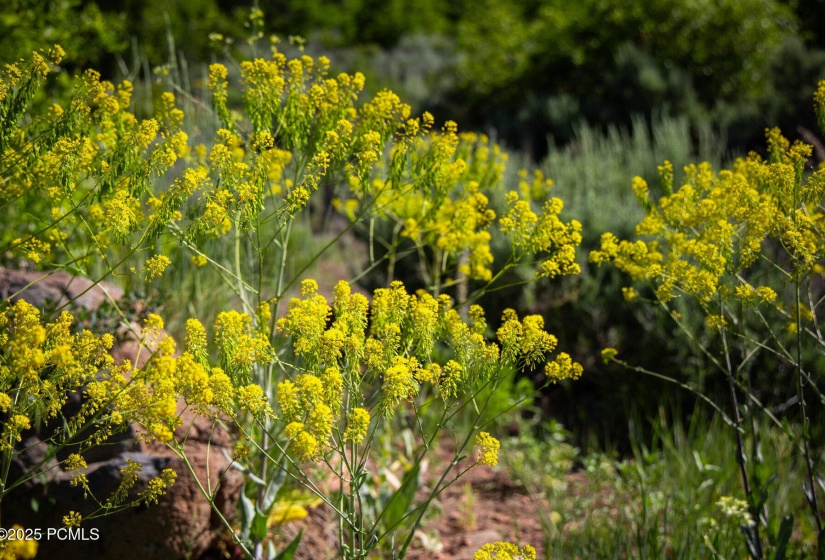 043_13835ndeercanyondrive-21_602