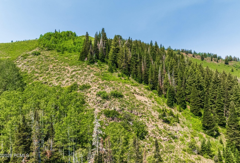 042_325whitepinecanyon41_659
