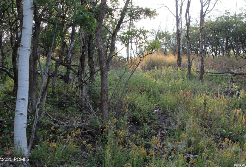 Wooded lot 3