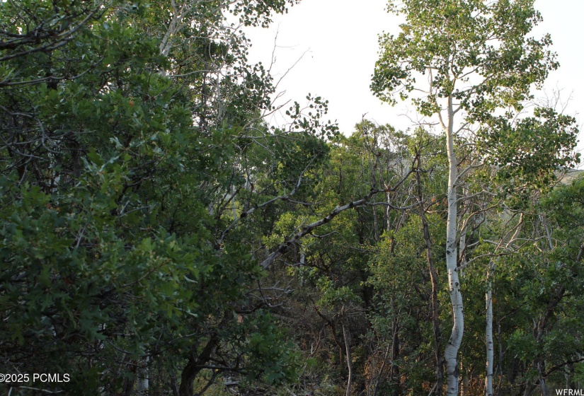 Wooded lot