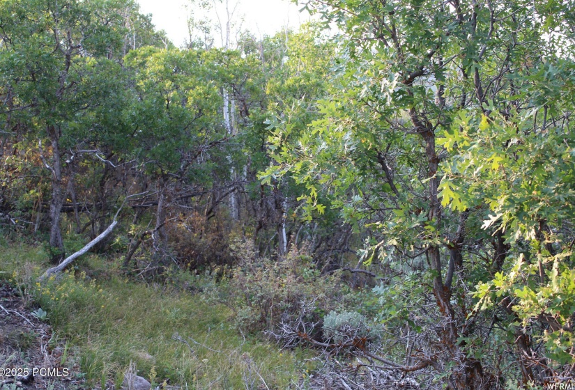 Beaver Bench Lot
