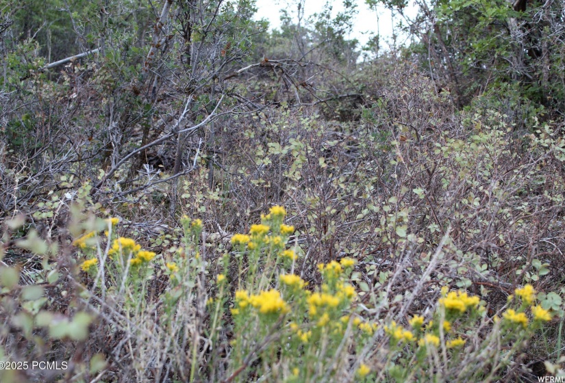 Photo of Lot