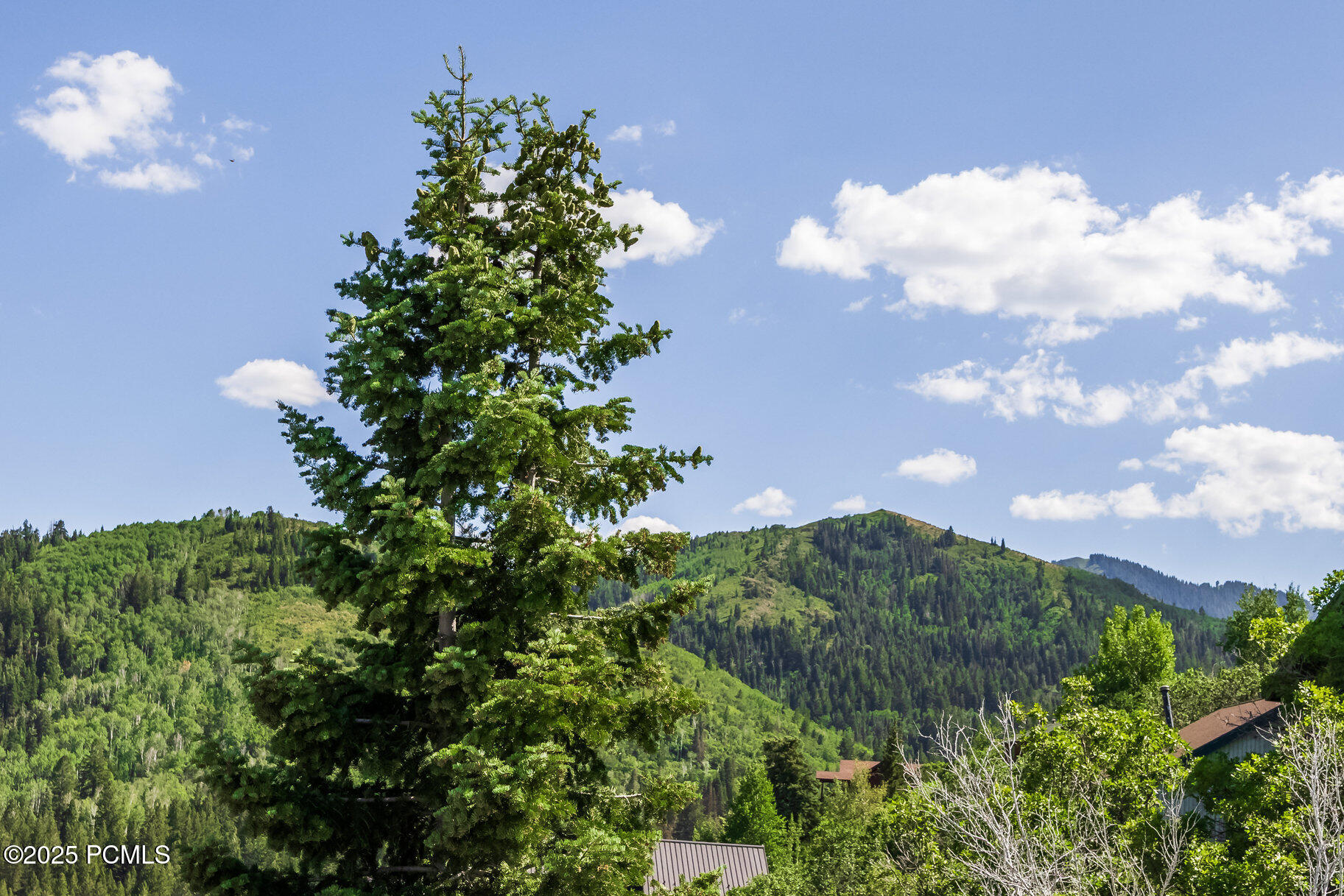 017_7381buckboarddr15_968