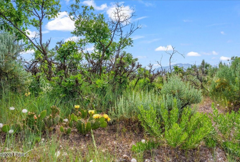 12-Blue Sage, Lot 11, Heber City_012