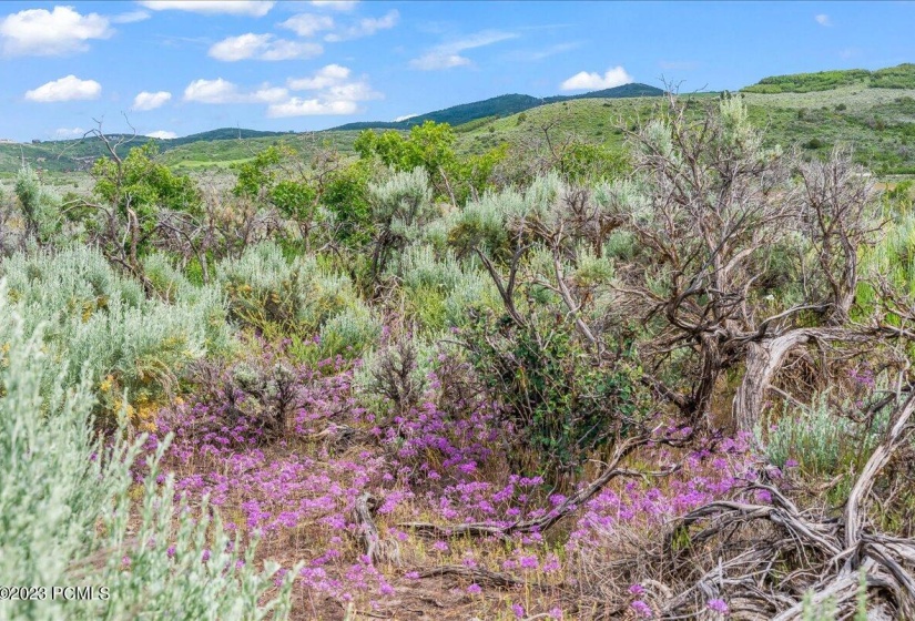 06-Blue Sage, Lot 11, Heber City_006