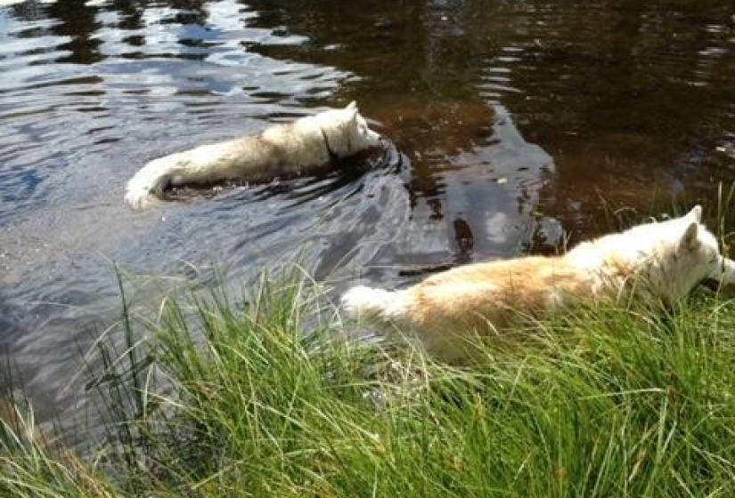 Lot 21 dogs in pond