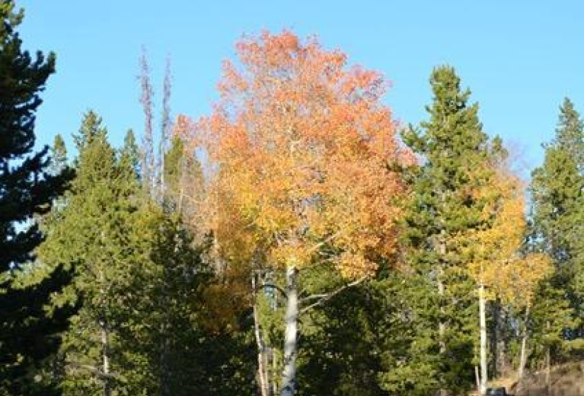 Lot 21 pic 1