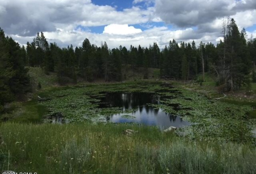Lot 21 pond with water lilies