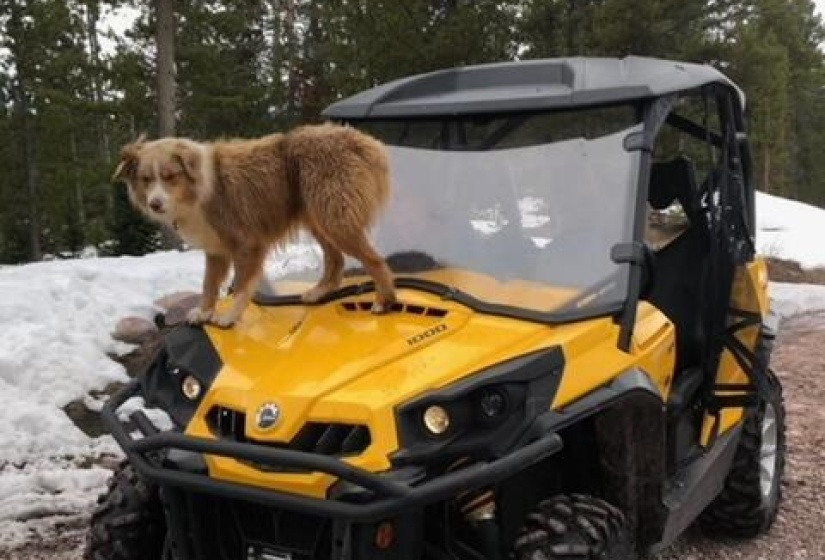 Lot 21 Razor with dog