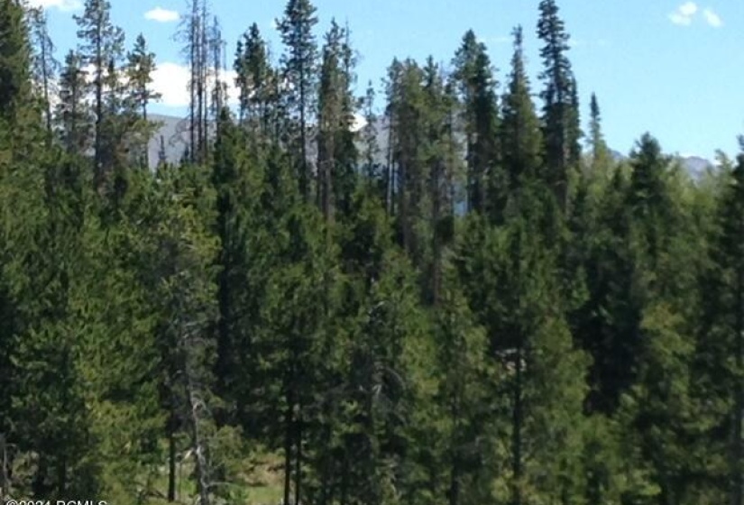 Lot 21 trees