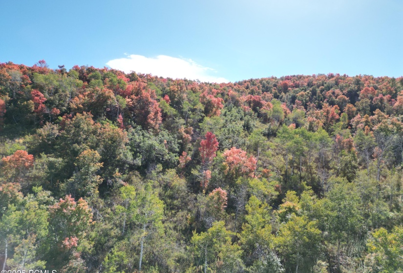 DJI_0276 (1)